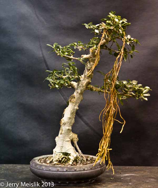 Aerial Roots Bonsai